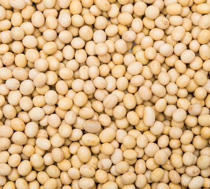 Soya Bean Biodynamic 100g