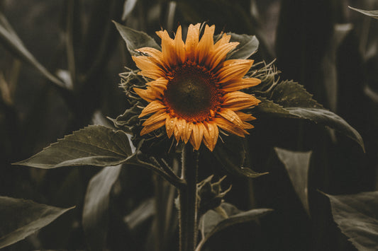 Organic Sunflower Oil