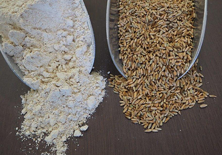 Organic Rye Flour 100g